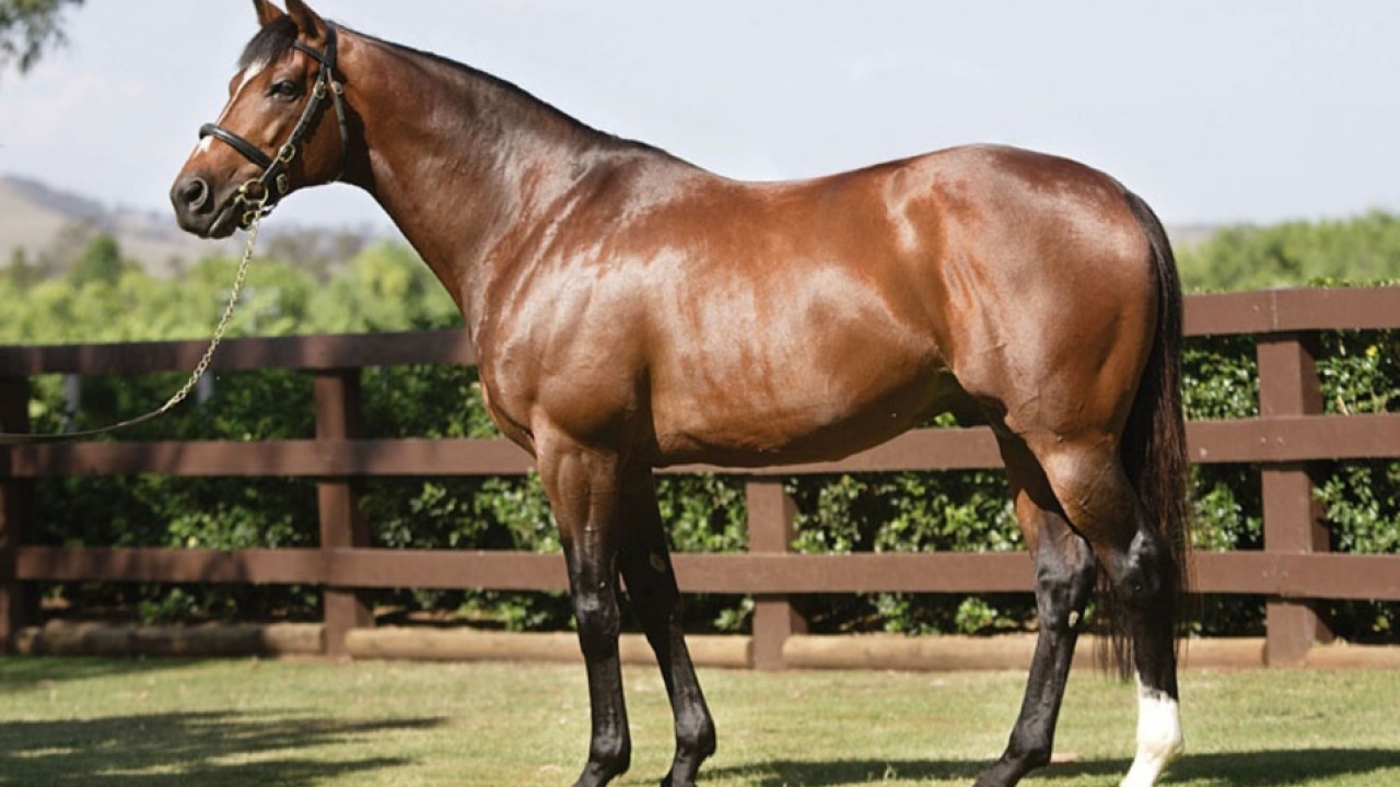 Prominent International Sire More Than Ready Dies at 25 Image 3